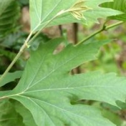 Platanus orientalis 'Cuneata'  - Platane oriental