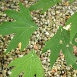 Platanus orientalis 'Cuneata' 