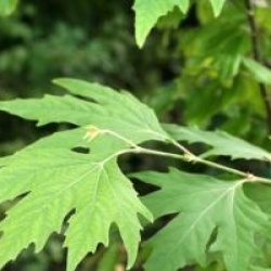 Platanus orientalis 'Cuneata' 
