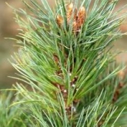 Pinus strobus 'Brevifolia'