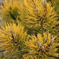 Pinus mugo 'Winter Gold' - Pin nain dor�