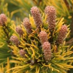 Pinus mugo 'Winter Gold'