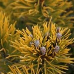 Pinus mugo 'Winter Gold'