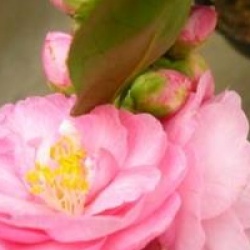 Camellia 'Spring Festival'