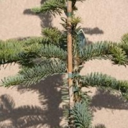 Abies procera 'Glauca'