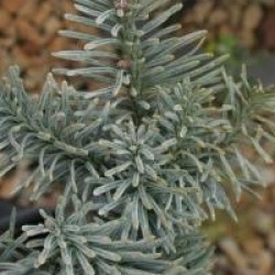 Abies procera 'Glauca'