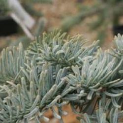 Abies procera 'Glauca'