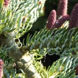 Abies koreana 'Silberlocke'