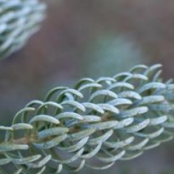 Abies koreana 'Silberlocke'
