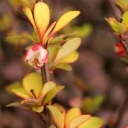 Berberis thumbergii 'Pow Wow'