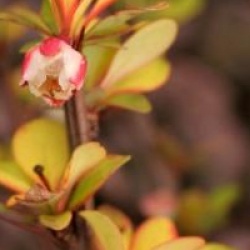 Berberis thumbergii 'Pow Wow'