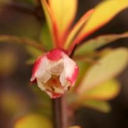 Berberis thumbergii 'Pow Wow'