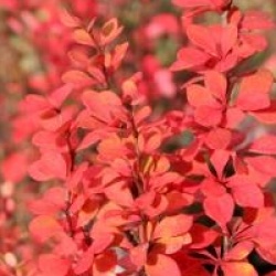 Berberis thumbergii 'Pow Wow'