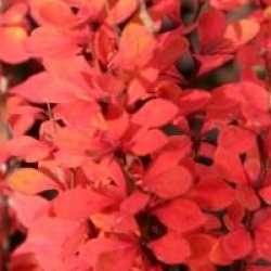 Berberis thumbergii 'Pow Wow'