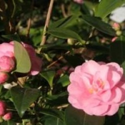 Camellia 'Spring Festival'