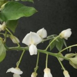 Wisteria brachybotrys 'Shiro-kapitan'