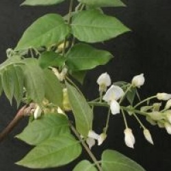 Wisteria brachybotrys 'Shiro-kapitan'