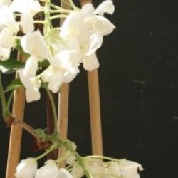 Wisteria brachybotrys 'Shiro-kapitan'