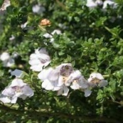Prostanthera cunneata - Menthe en arbre