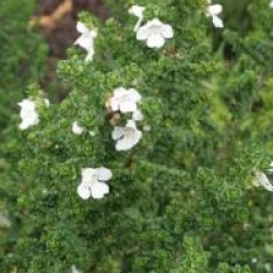 Prostanthera cunneata