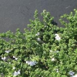 Prostanthera cunneata