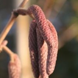 Corylus colurna 'Te Terra Red'