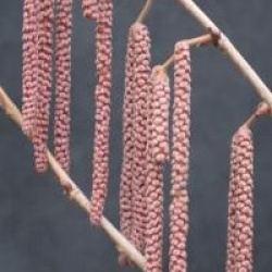 Corylus colurna 'Te Terra Red'