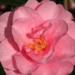 Camellia 'Spring Festival'