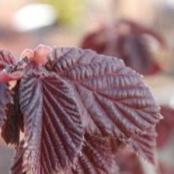 Corylus colurna 'Te Terra Red'