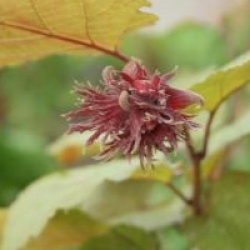 Corylus colurna 'Te Terra Red'