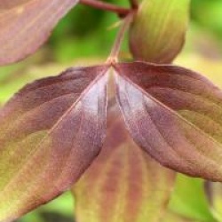 Cornus kousa 'Copacabana'