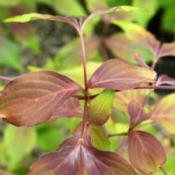 Cornus kousa 'Copacabana'