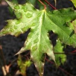 Acer truncatum