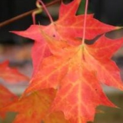Acer truncatum - �rable truncatum