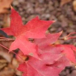 Acer truncatum
