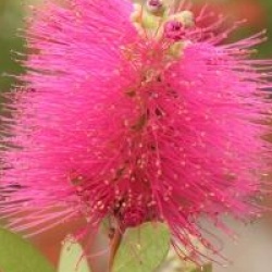 Callistemon viminalis Hot Pink 'Kkh01' cov 