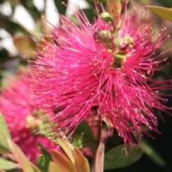 Callistemon viminalis Hot Pink 'Kkh01' cov 