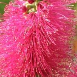 Callistemon viminalis Hot Pink 'Kkh01' cov 