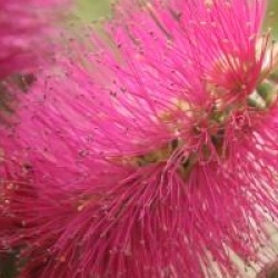 Callistemon viminalis Hot Pink 'Kkh01' cov 