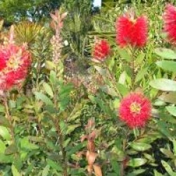 Callistemon laevis