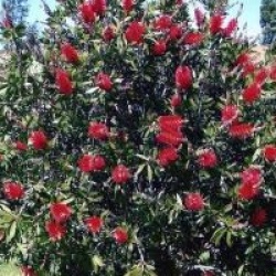 Callistemon laevis