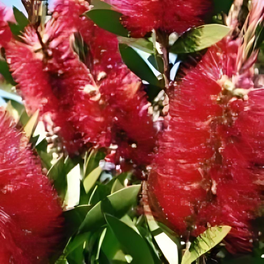 Callistemon laevis - Rince bouteille