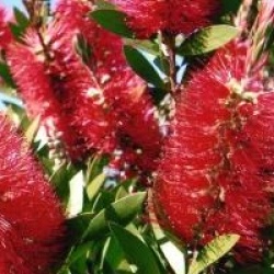 Callistemon laevis