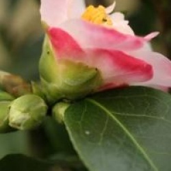 Camellia 'Tiptoe'