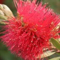 Callistemon laevis