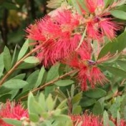 Callistemon laevis