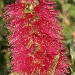 Callistemon laevis