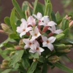 Daphne x burkwoodii 'Somerset' - Daphn� Somerset