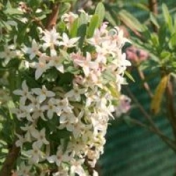 Daphne x burkwoodii 'Somerset'