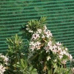 Daphne x burkwoodii 'Somerset'